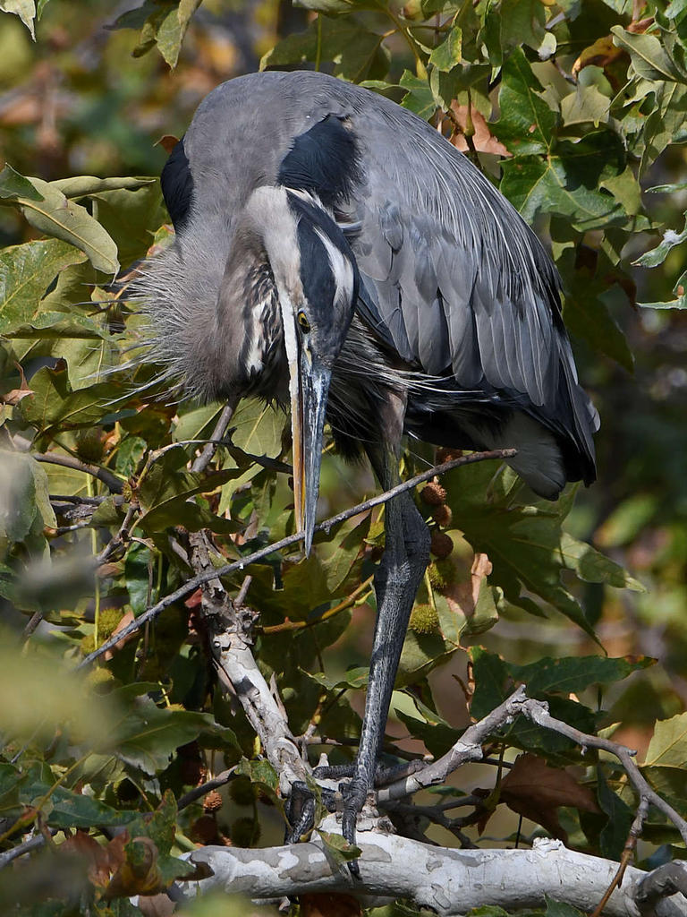 BlueHeron4.jpg