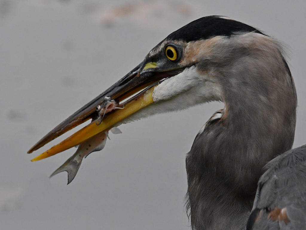 BlueHeron4.jpg