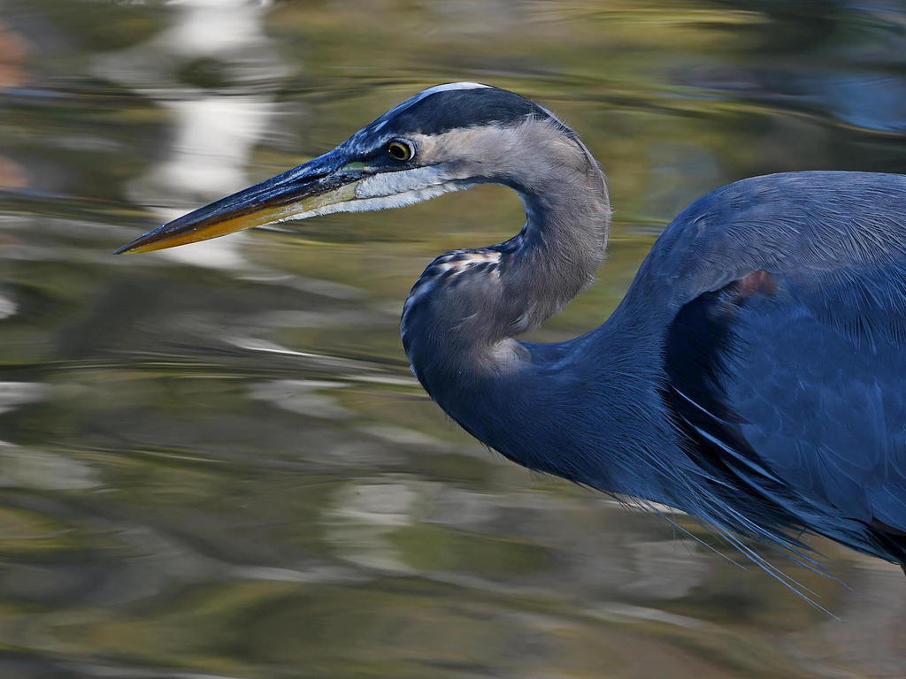 BlueHeron4.jpg