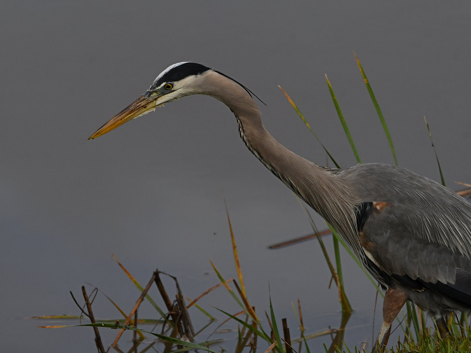 BlueHeron4.jpg