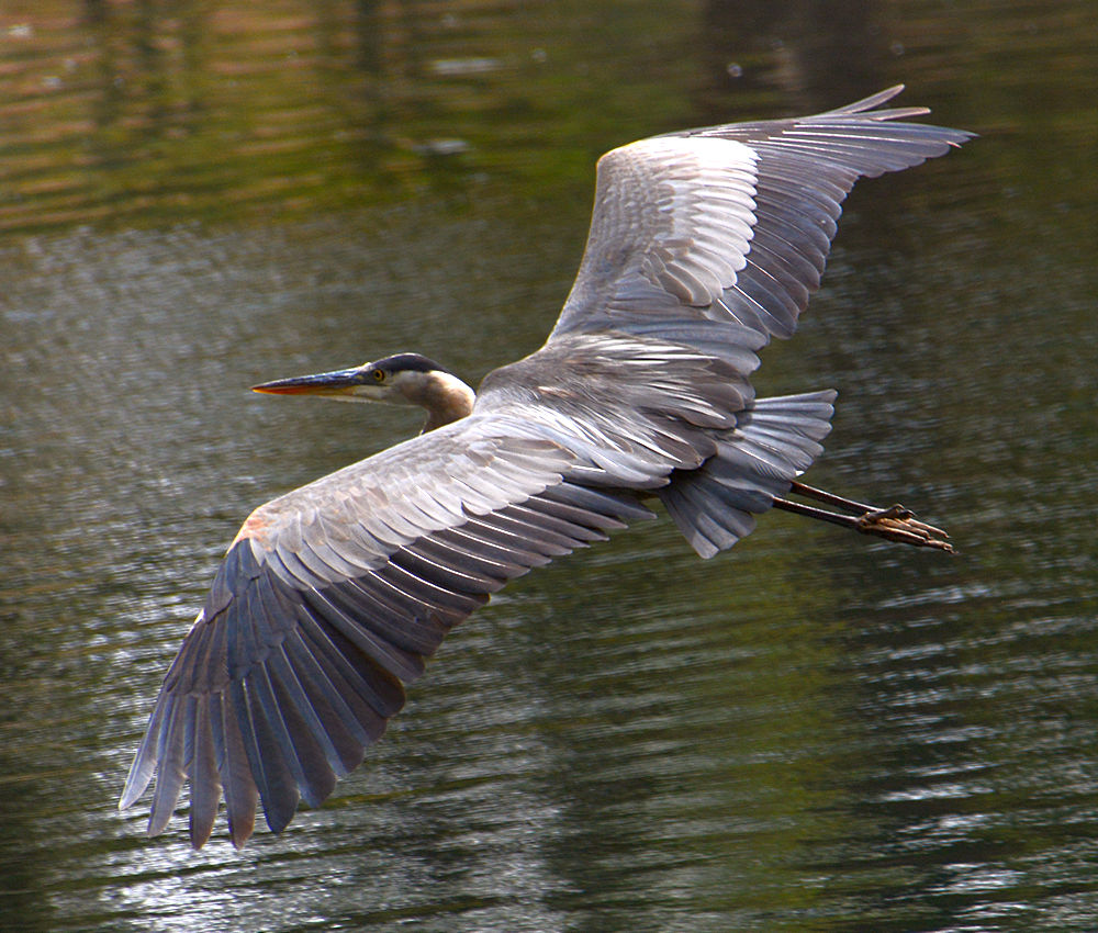 BlueHeron4.jpg