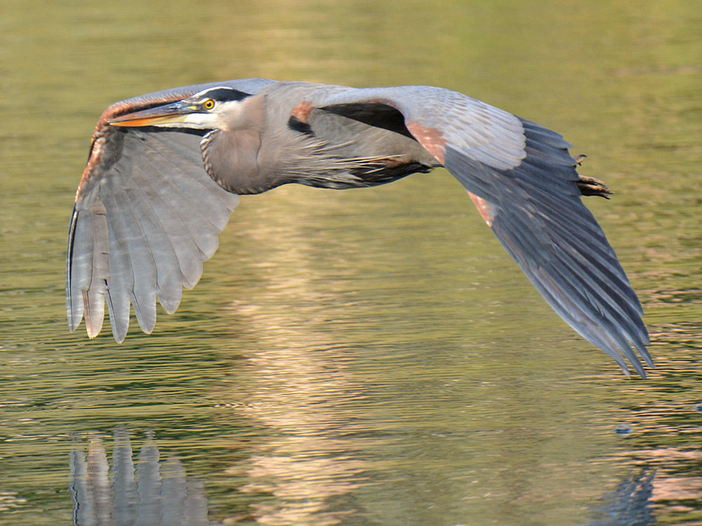 BlueHeron5.jpg