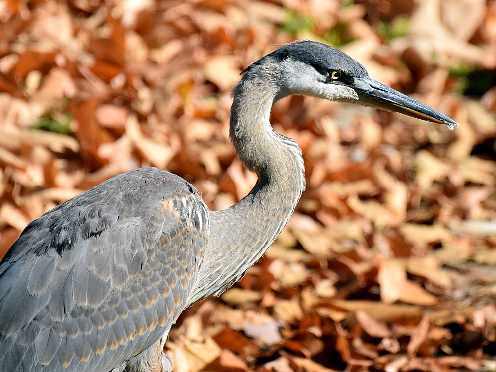 BlueHeron5.jpg