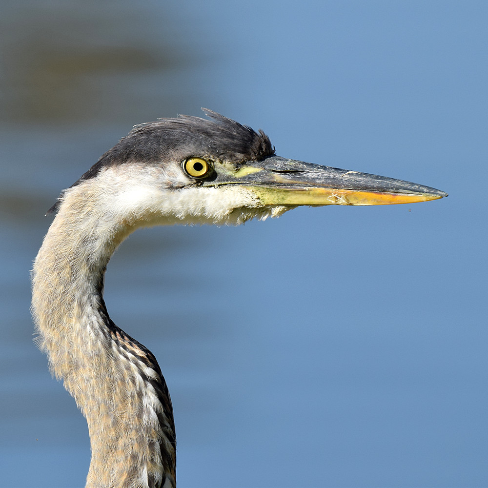 BlueHeron5.jpg