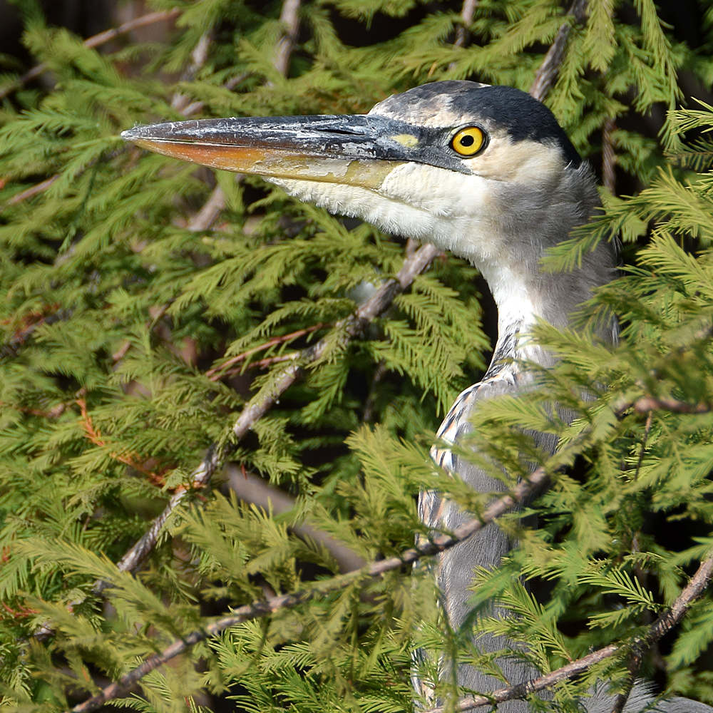 BlueHeron5.jpg