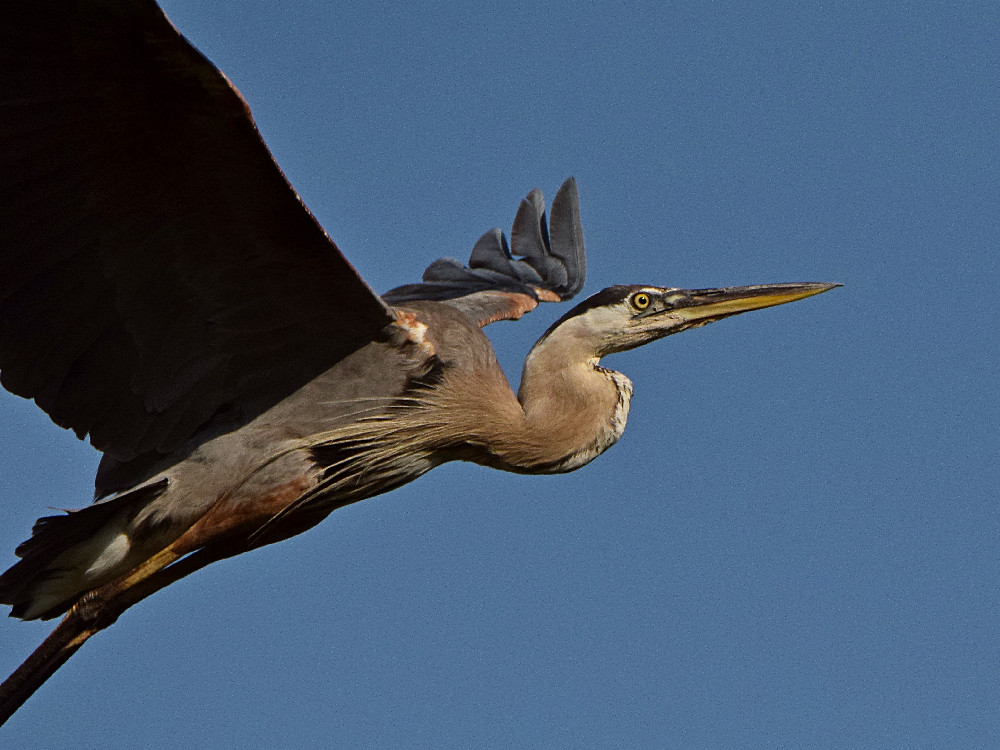 BlueHeron5.jpg
