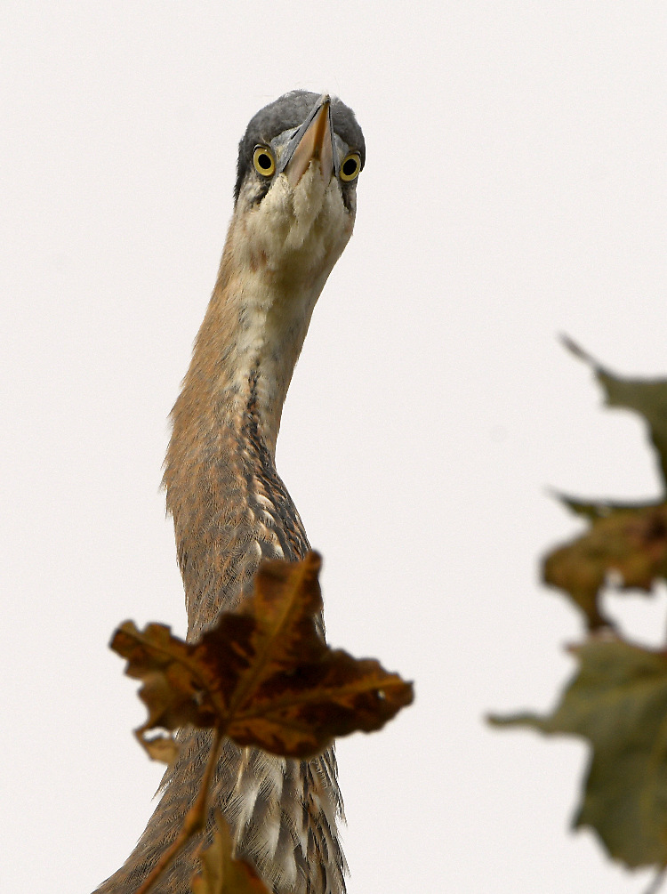 BlueHeron5.jpg