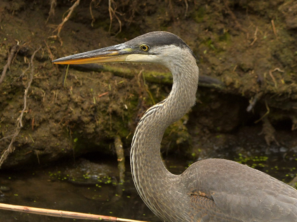 BlueHeron5.jpg