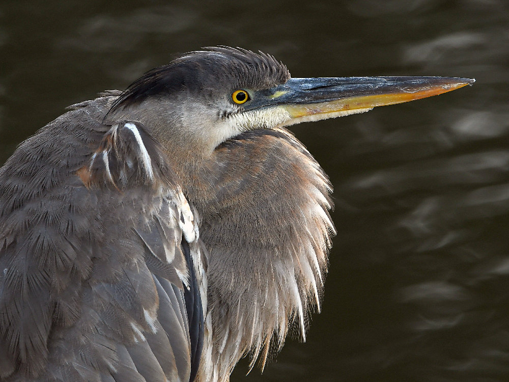 BlueHeron5.jpg