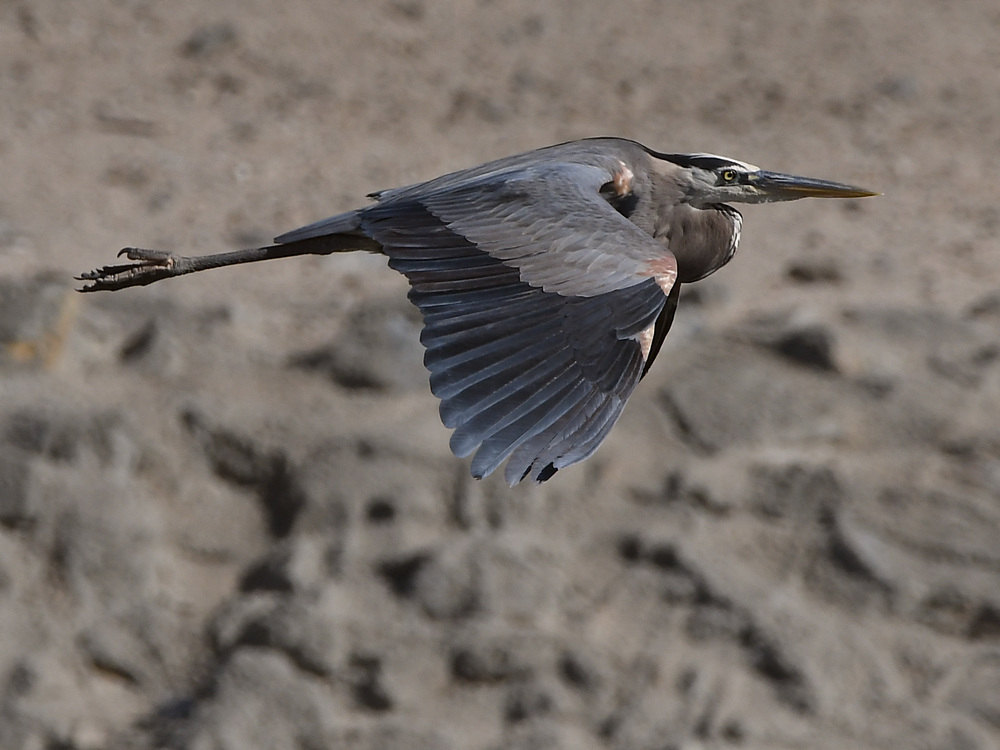 BlueHeron5.jpg