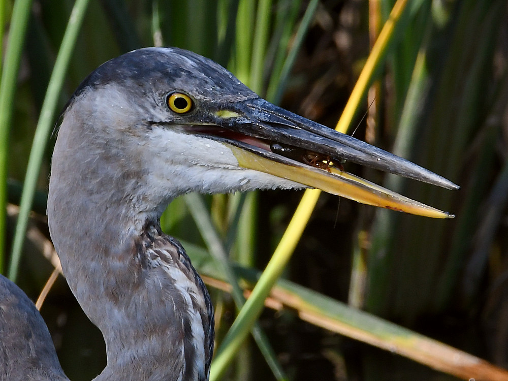 BlueHeron5.jpg