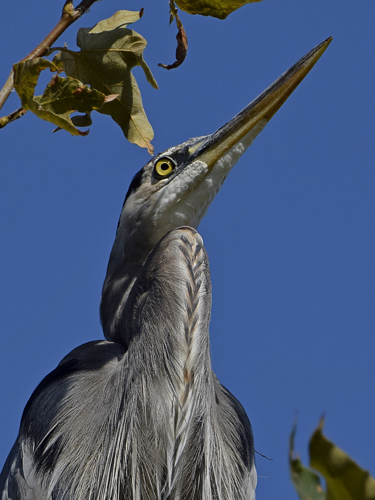 BlueHeron5.jpg