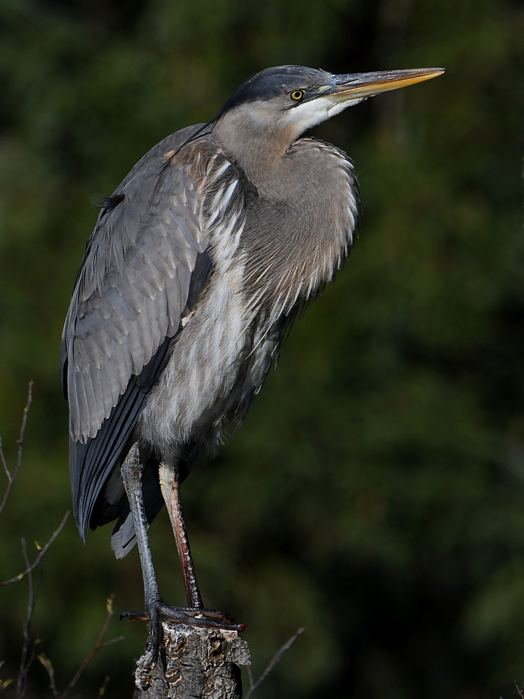 BlueHeron5.JPG