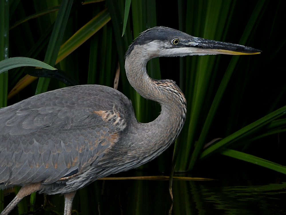 BlueHeron5.jpg