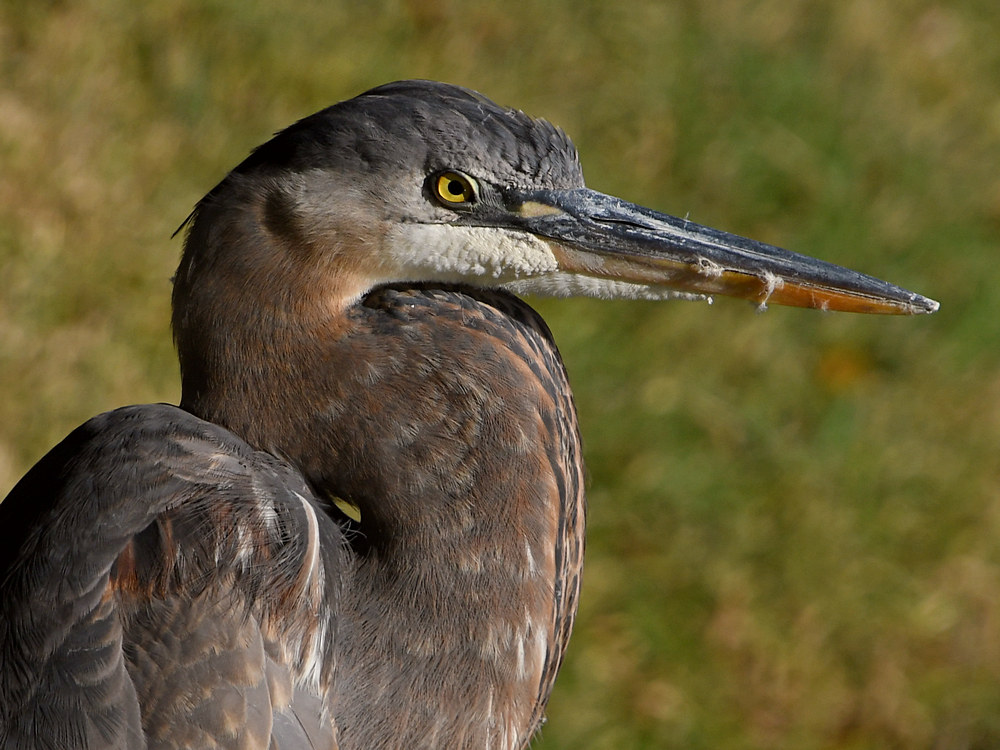 BlueHeron5.jpg