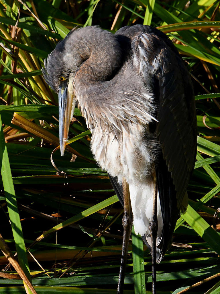 BlueHeron5.jpg