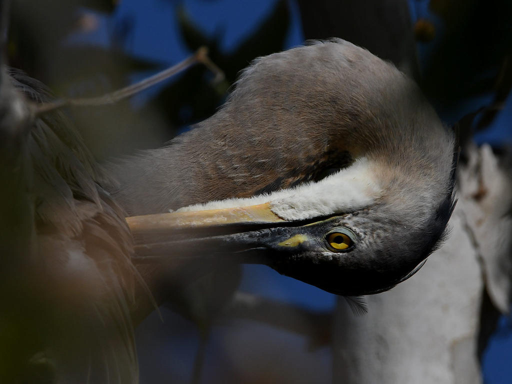 BlueHeron5.jpg