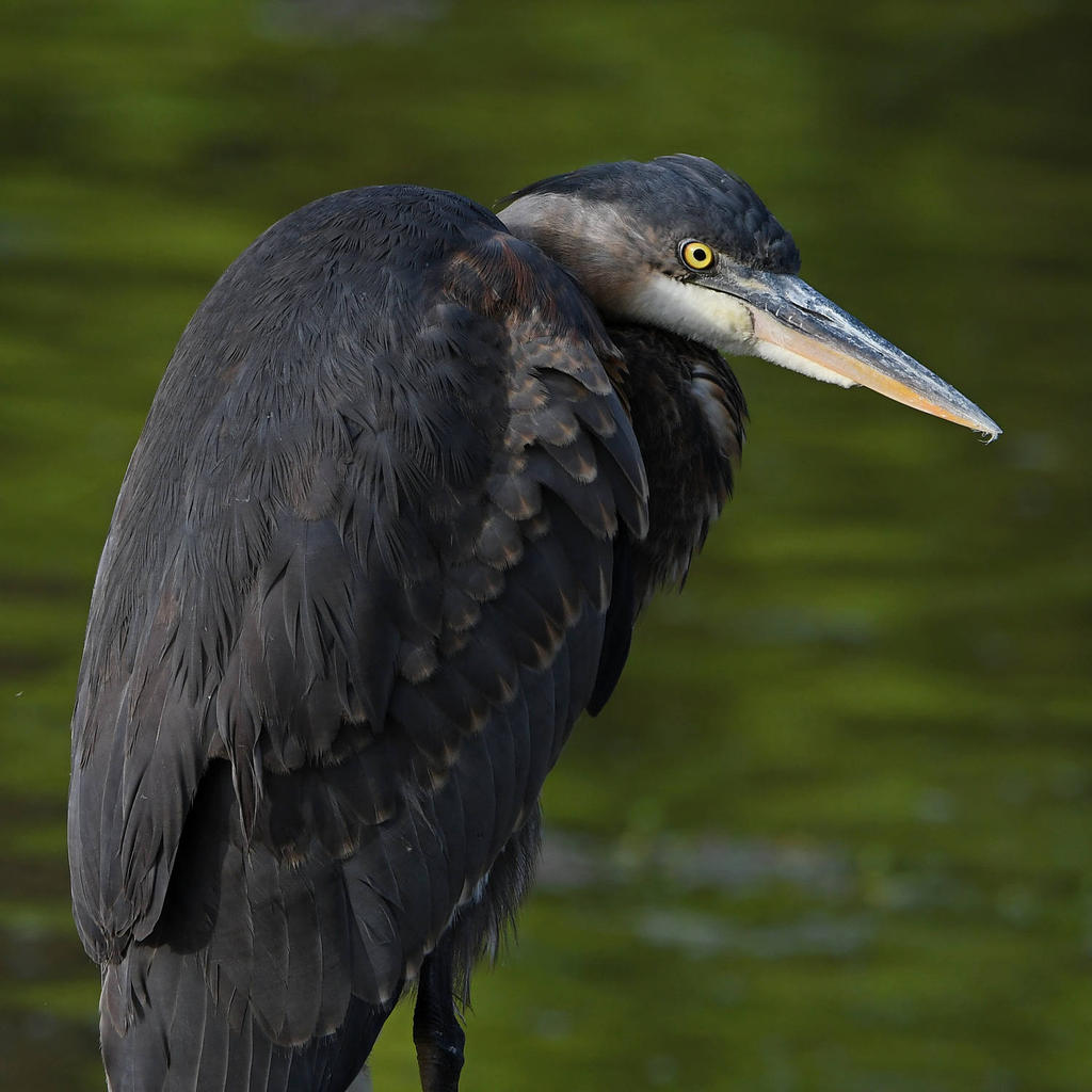 BlueHeron5.jpg