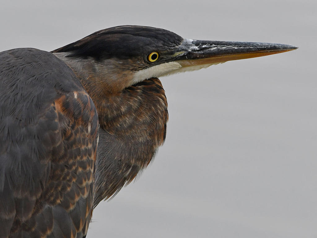 BlueHeron5.jpg