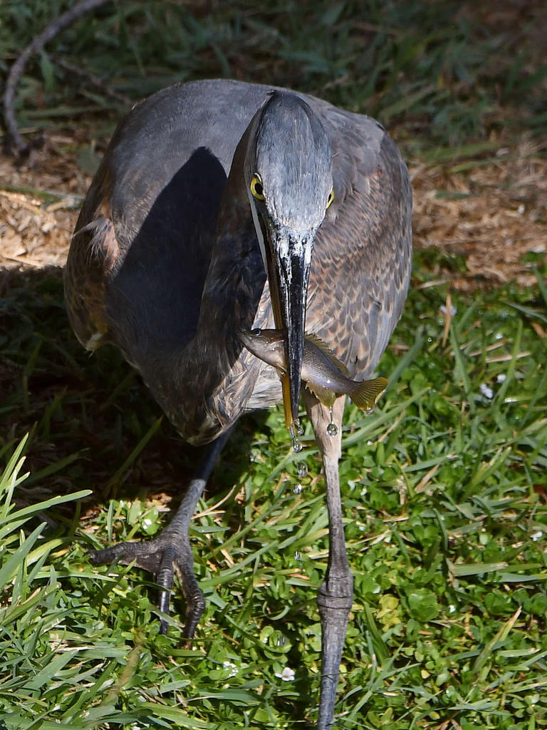 BlueHeron5.jpg