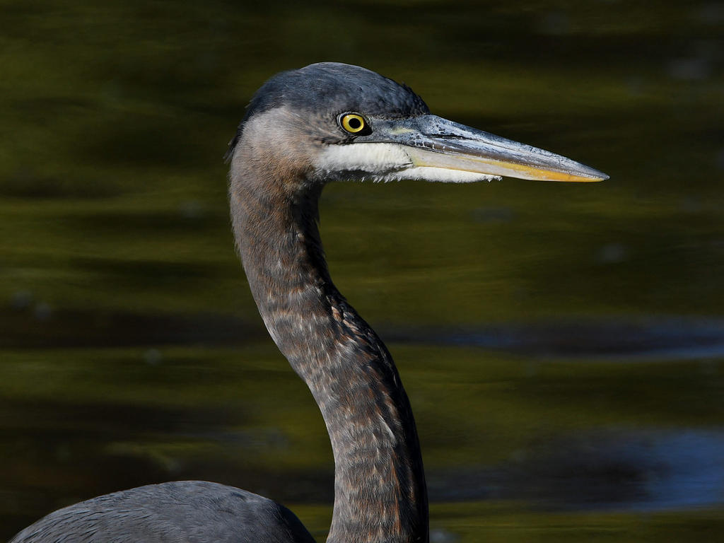 BlueHeron5.jpg