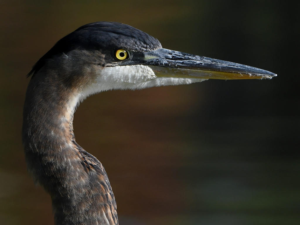 BlueHeron5.jpg