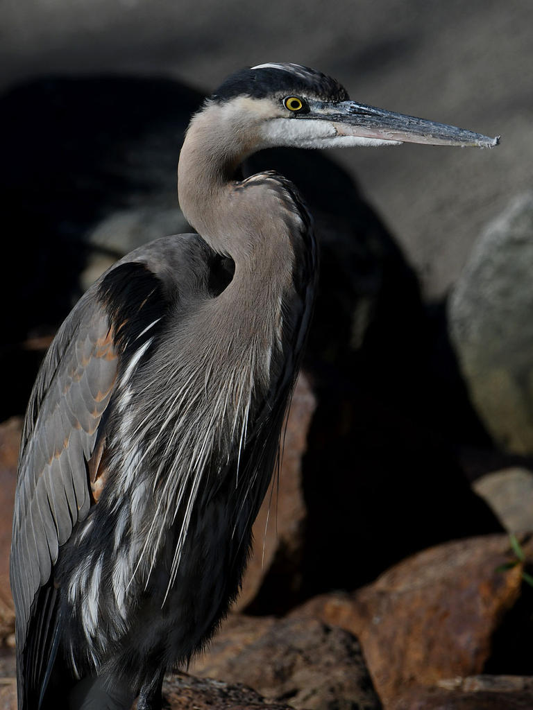 BlueHeron5.jpg