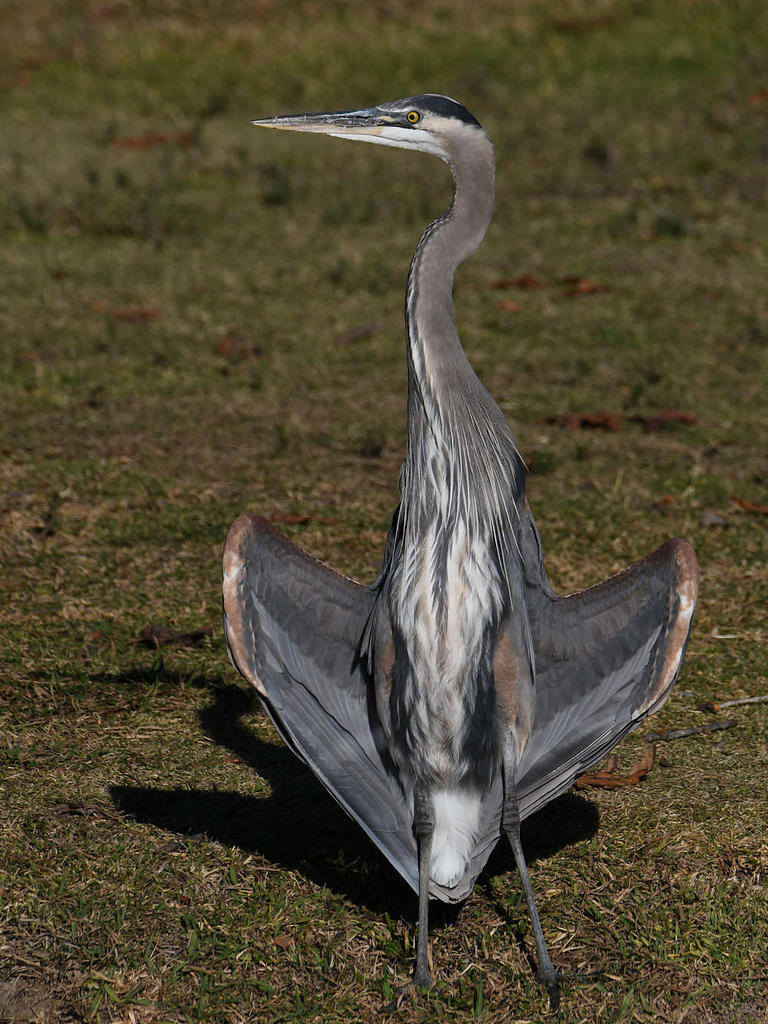 BlueHeron5.jpg
