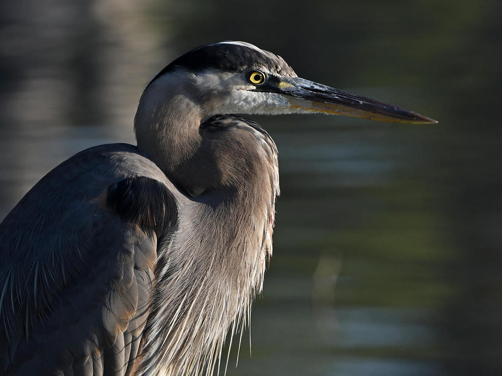 BlueHeron5.jpg
