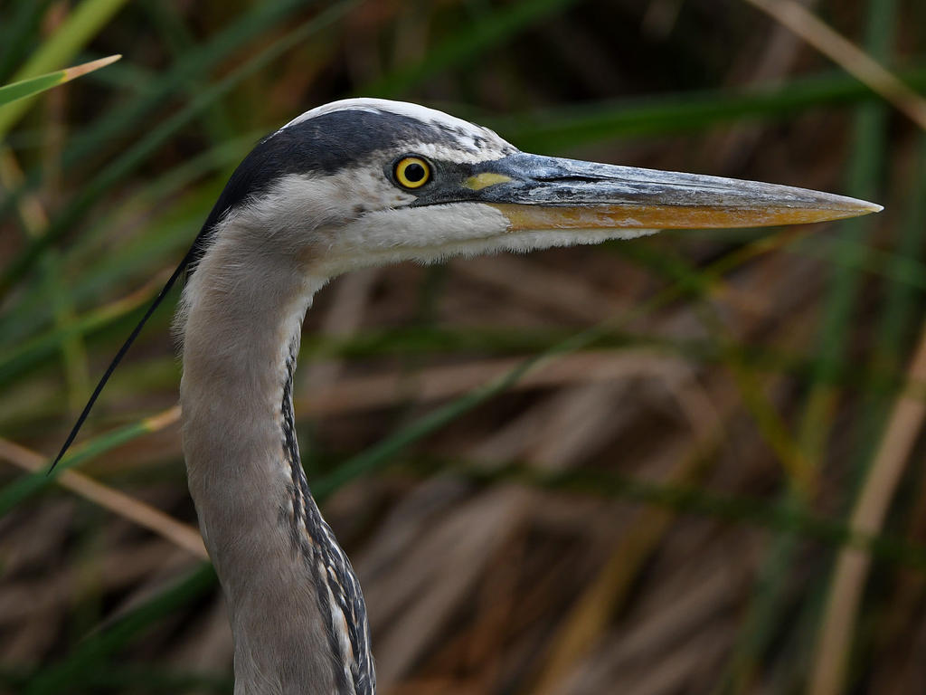 BlueHeron5.jpg