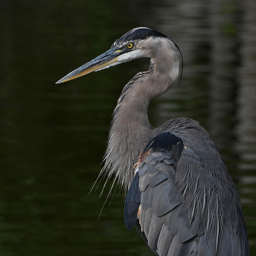 BlueHeron5.jpg