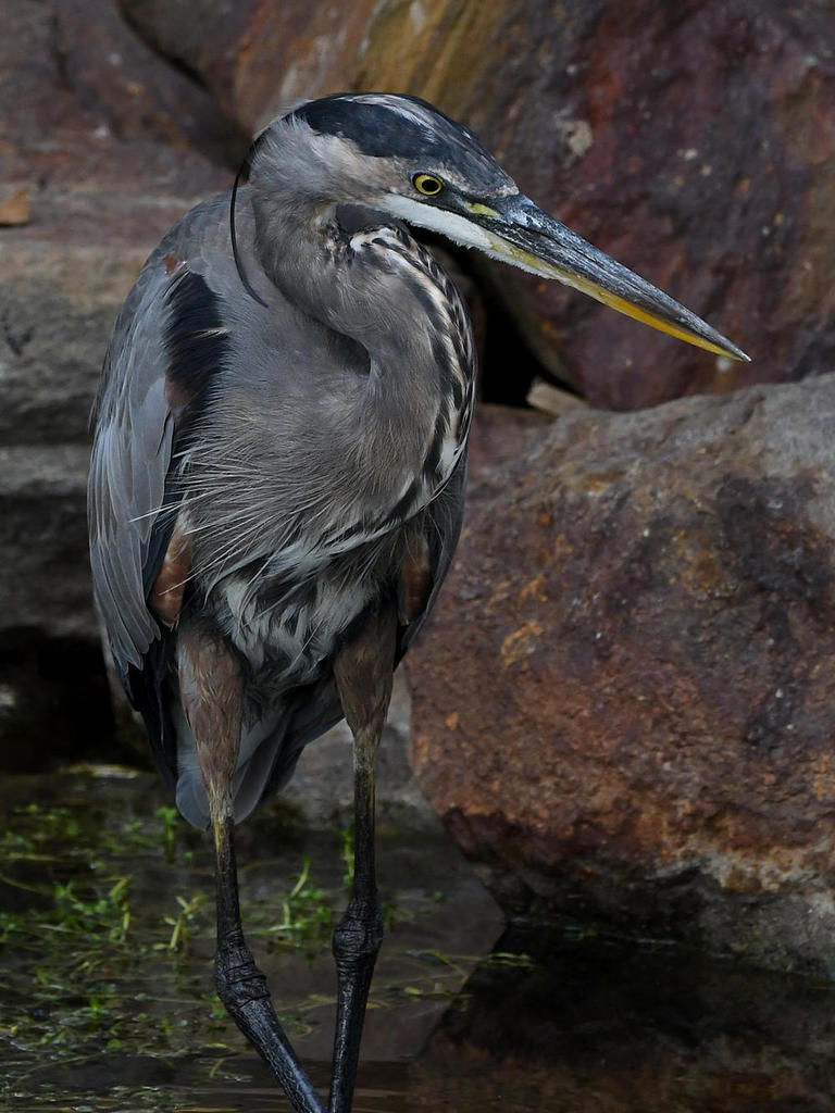 BlueHeron5.jpg