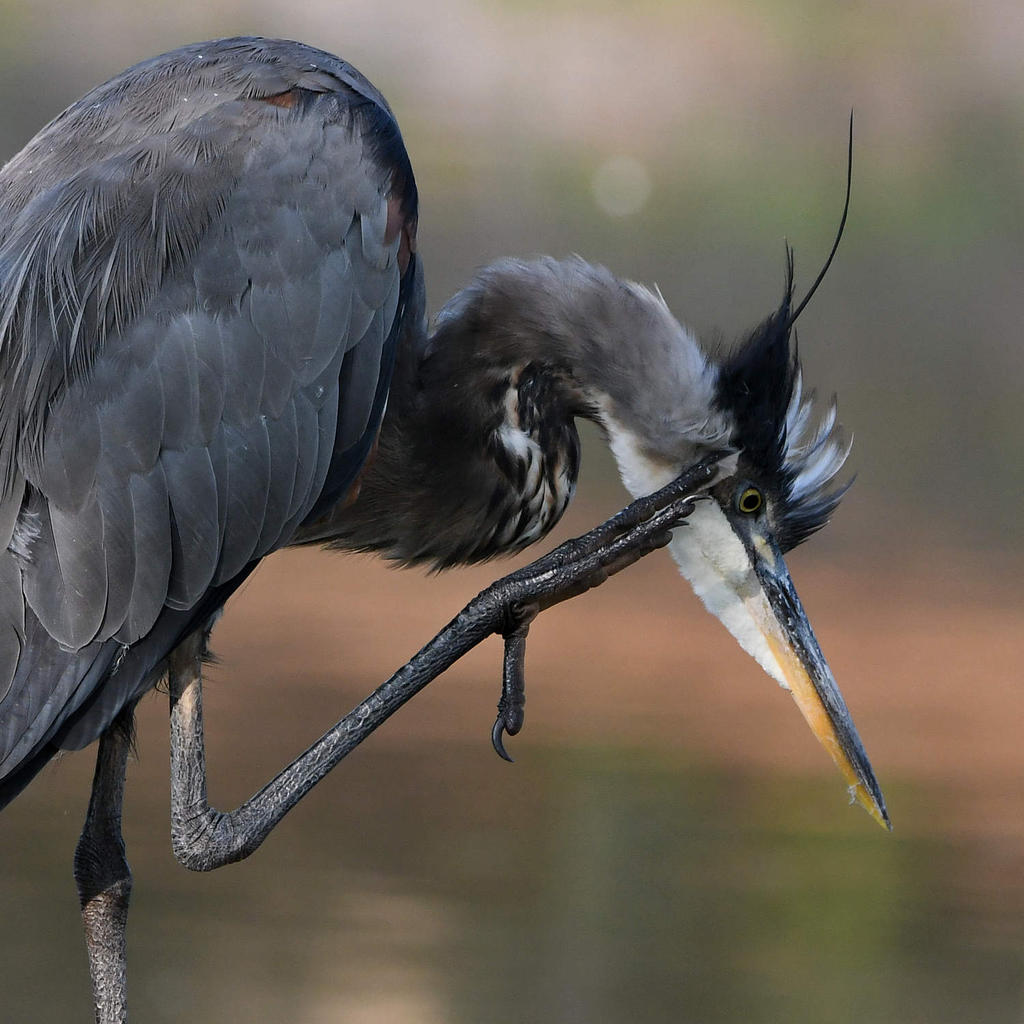 BlueHeron5.jpg