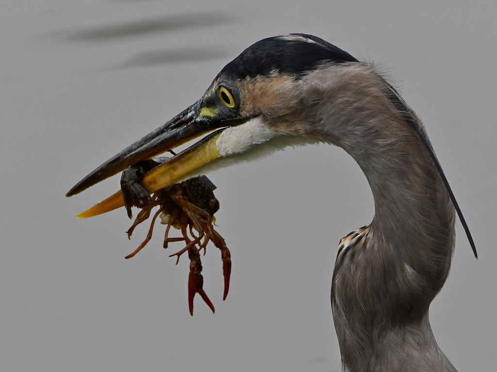BlueHeron5.jpg