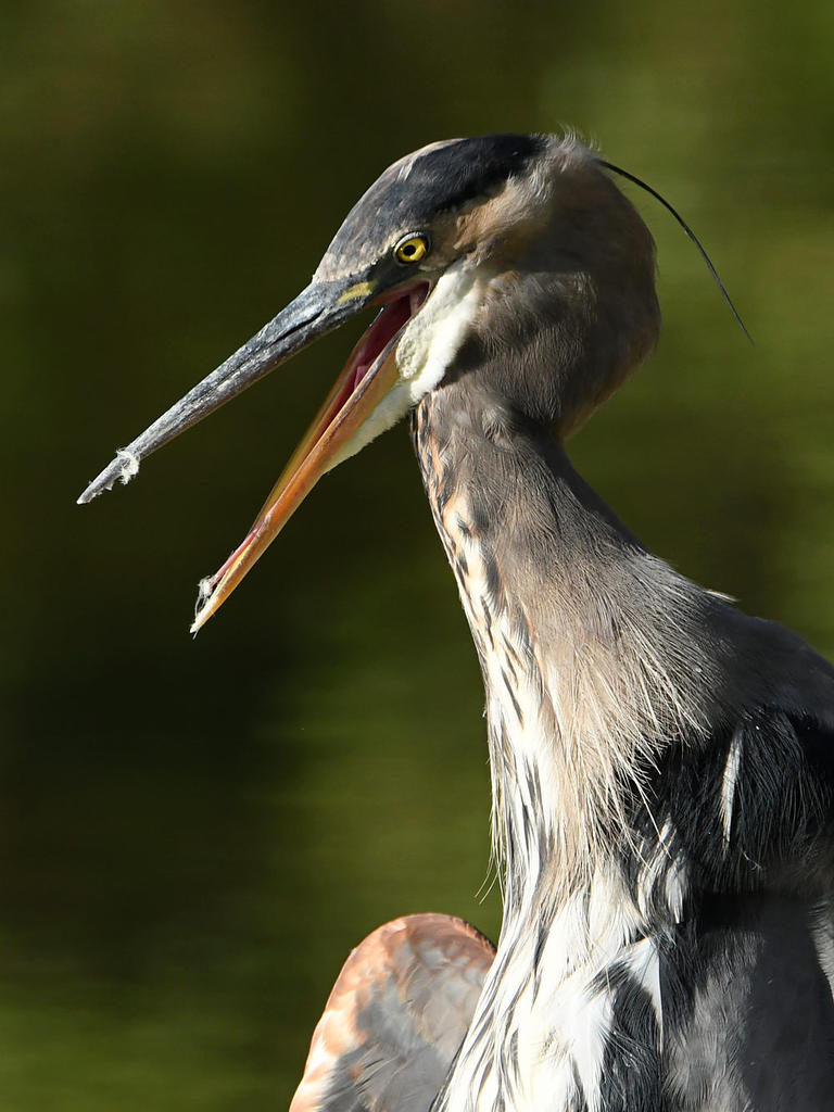 BlueHeron5.jpg