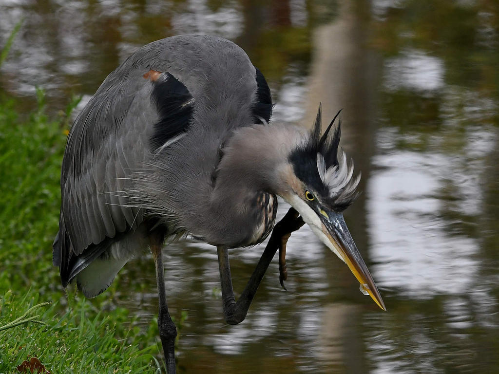 BlueHeron5.jpg