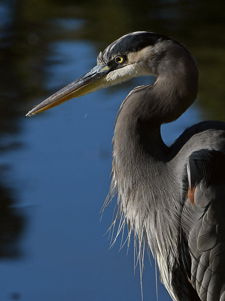 BlueHeron5.jpg