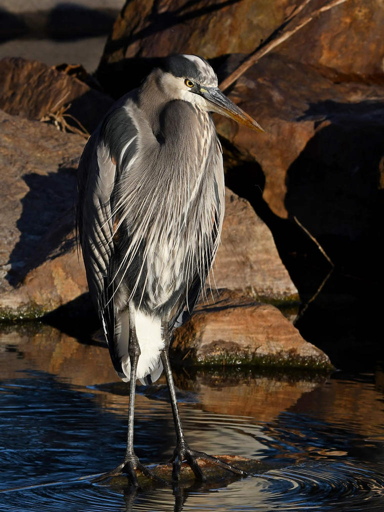 BlueHeron5.jpg