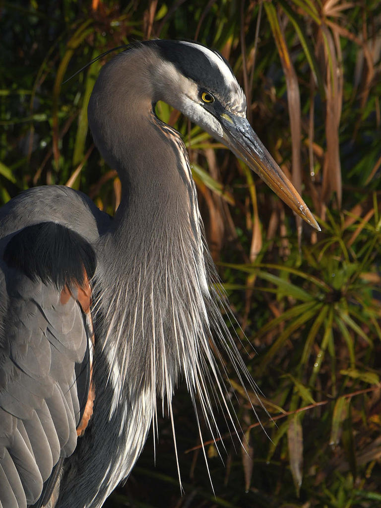 BlueHeron5.jpg