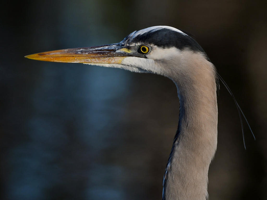 BlueHeron5.jpg
