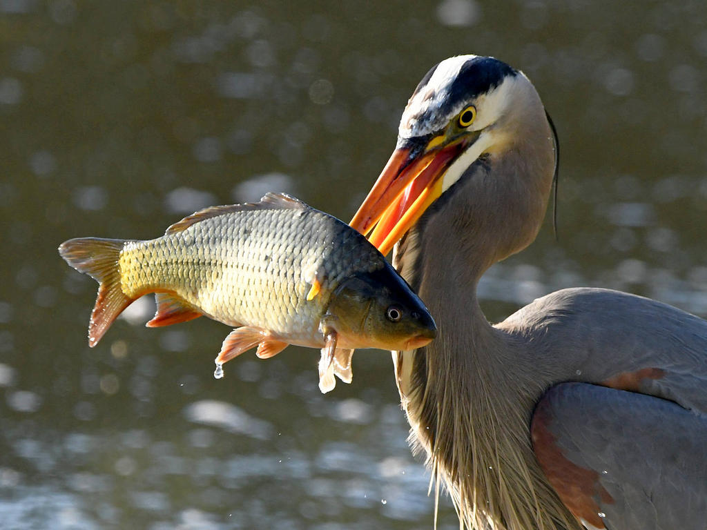 BlueHeron5.jpg