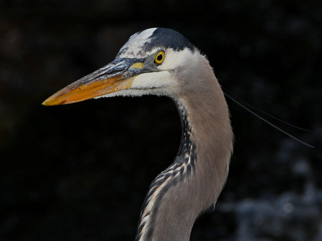 BlueHeron5.jpg