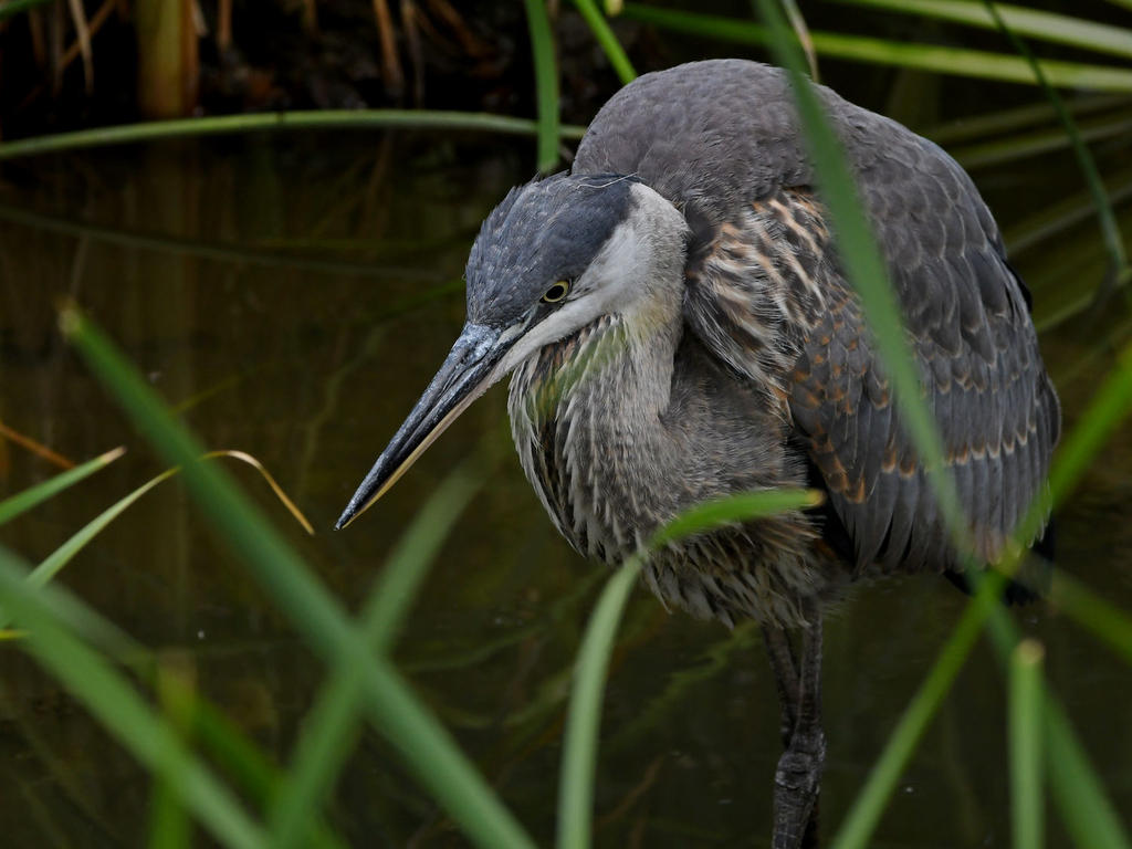 BlueHeron5.jpg