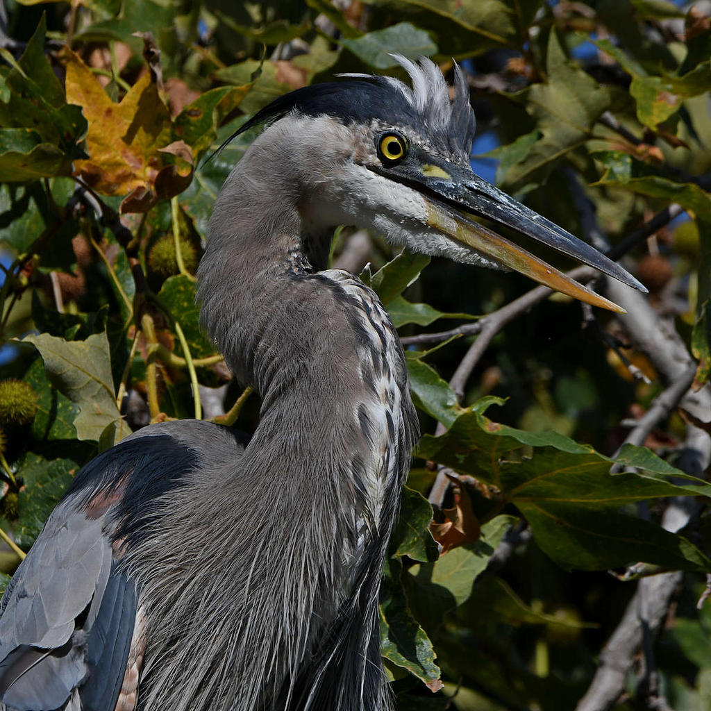 BlueHeron5.jpg