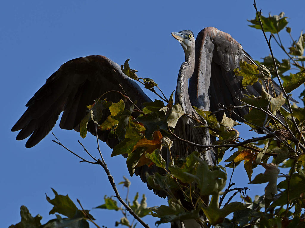BlueHeron5.jpg