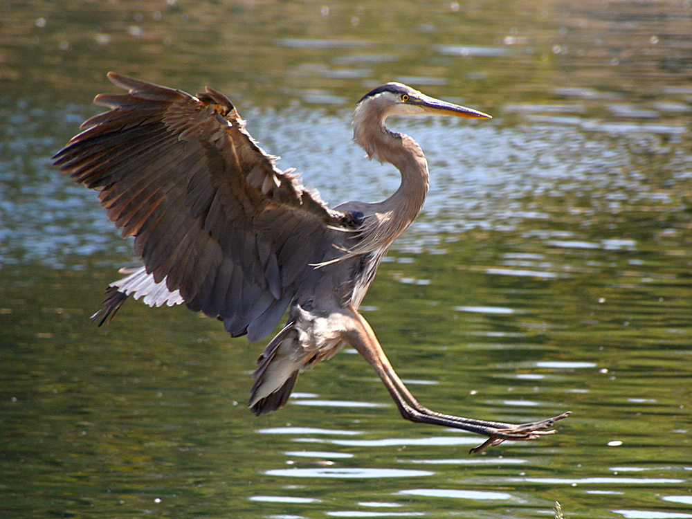 BlueHeron5.jpg