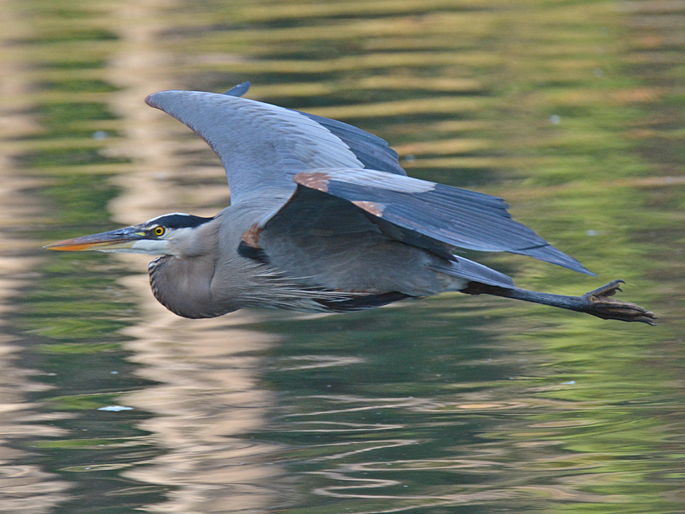 BlueHeron6.jpg