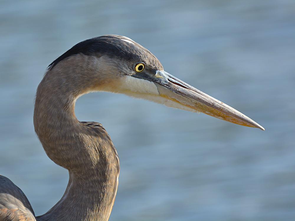 BlueHeron6.jpg