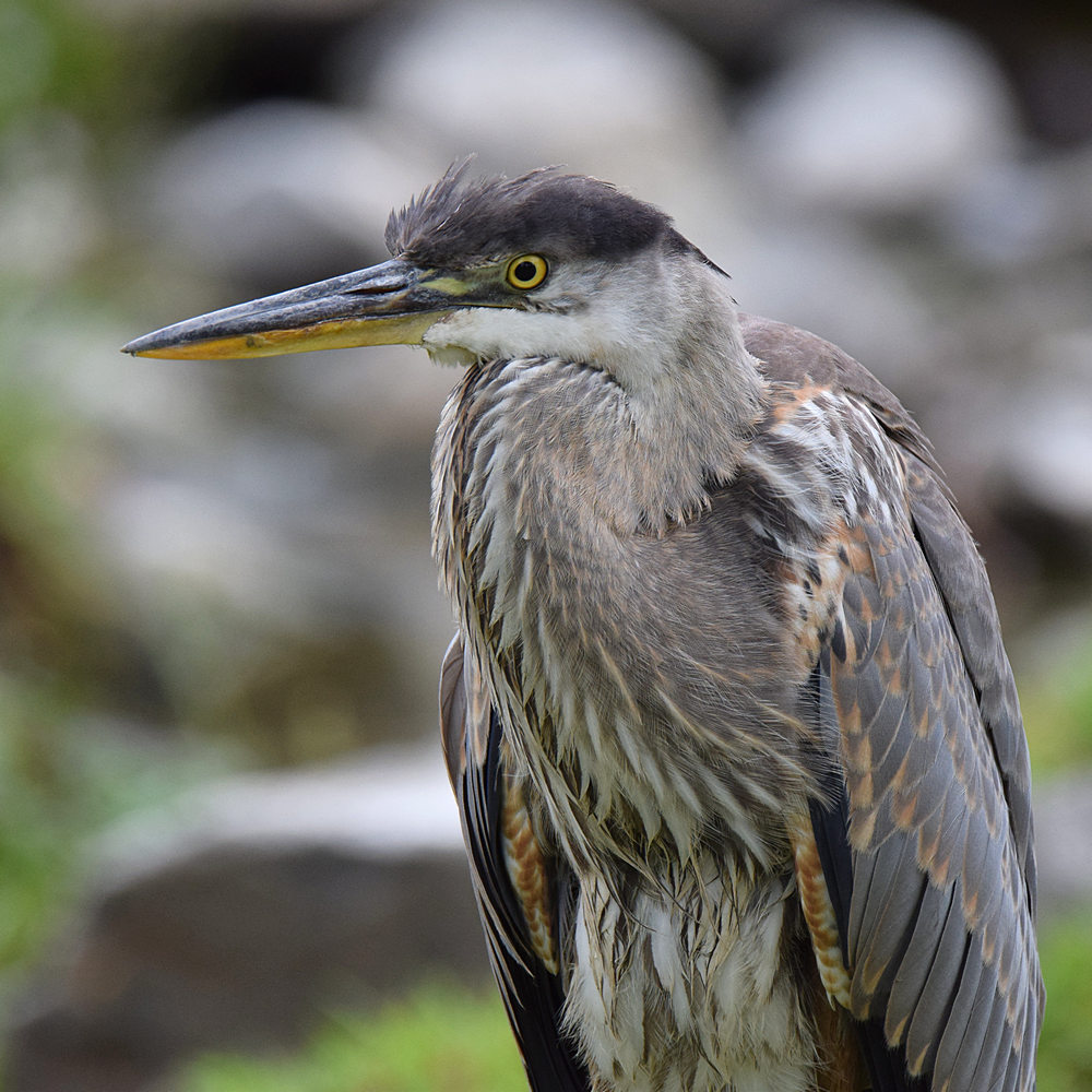 BlueHeron6.jpg