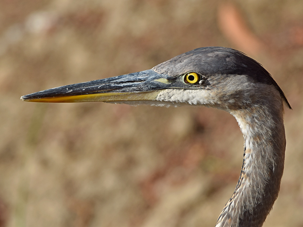 BlueHeron6.jpg